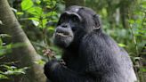 Chimpanzees Self-Medicate With Antibiotic Plants From The Forest Pharmacy