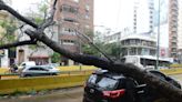 El plan de la Ciudad para reemplazar los árboles que cayeron con el temporal a fines de 2023