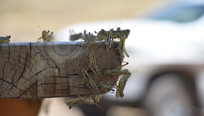 Why we're seeing so many grasshoppers in the Fort Collins area, statewide