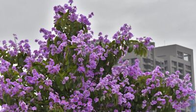 高雄街頭掀起紫色旋風 「爆炸樹」大花紫薇現正盛開 | 蕃新聞