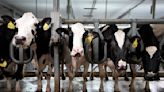 Bird flu poses unanswered questions in leap to dairy cows