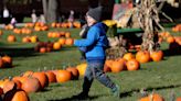 Flannel, beer, pumpkins, soup, scares and Swedish wrestlers: Green Bay area's fall calendar is filled with fests and fun