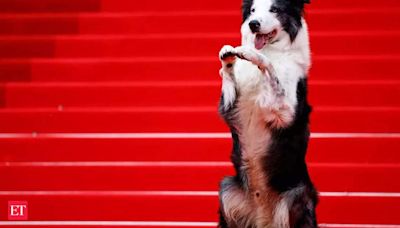 Cannes Film Festival 2024: Messi the dog sweeps red carpet - First star at Cannes Red Carpet