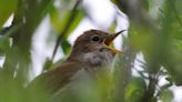 The nightingale is nature's sovereign of song