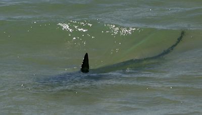 ¡Alerta de tiburones en Florida! Tercer ataque en solo 4 días