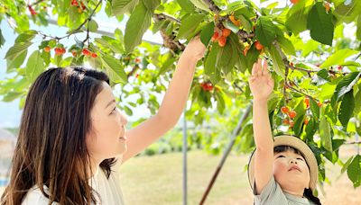 北海道私房秘境 「深川」夏採櫻桃看夏祭四大不能錯過！ | 蕃新聞