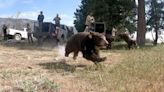 2 orphaned Black bears released back into wild after rehabilitation by San Diego Humane Society