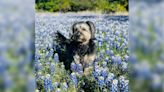 PHOTOS: Pets pose for bluebonnets season in Central Texas