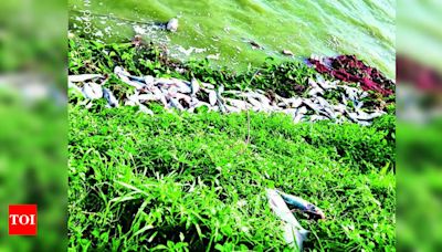 Industrial Toxins Killing Patancheru Lakes: Locals | Hyderabad News - Times of India