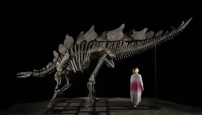Stegosaurus-Skelett könnte sechs Millionen Dollar bringen