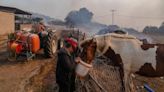 "Toda vida tiene valor": Los activistas piden que no se abandonen animales en los incendios forestales de Grecia