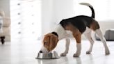 Is Wet Dog Food Better Than Dry Dog Food? Pricey Better Than Budget? Here's the Scoop on Your Pup's Nutrition