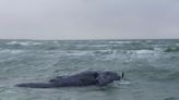 Rare whale found dead off Massachusetts may have been entangled, authorities say