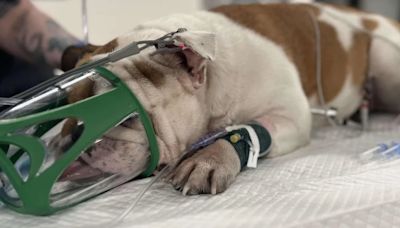 El triste final de Reba, la bulldog inglesa abandonada en una bolsa sellada en medio del calor extremo