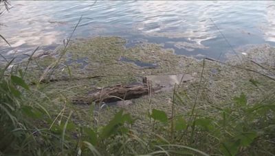 City of Austin continues clay treatment to reduce toxic algae in Lady Bird Lake