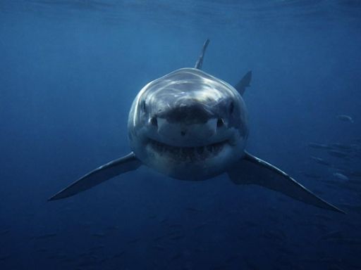 Don't type this code into Netflix if you're scared of sharks