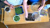 Planting Time: Growing indoor microgreens