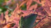 Over the Garden Fence: Where did the katydids go?