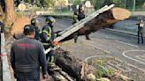 Caos vial hoy en Viaducto: Cae árbol de 20 metros y cierran carriles centrales
