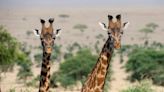 Endangered Masai giraffes may be inbreeding themselves to extinction