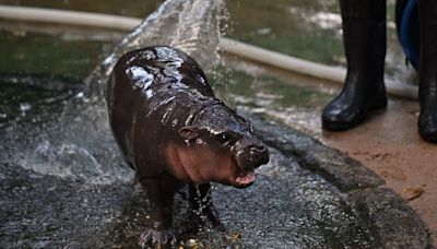 Meet Moo Deng, the baby pygmy hippo who has gone viral