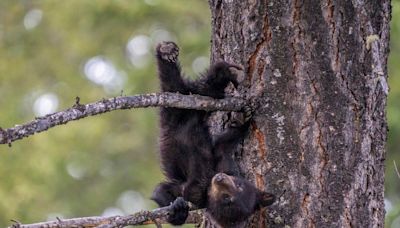 Comedy Wildlife Photography Awards 2024 Finalists Announced