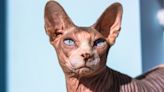 Sphynx Cat Mom Shocked When Her Adorable Kitty Winds Up with a Sun Tan