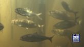 Thousands of American shad migrate upstream along Connecticut River in Holyoke