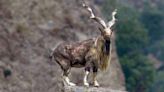 Pakistan calls for joint efforts for conservation of Markhors