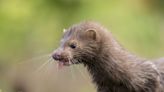 Animal rights activists released 3,000 minks from a Wisconsin farm during a late-night heist