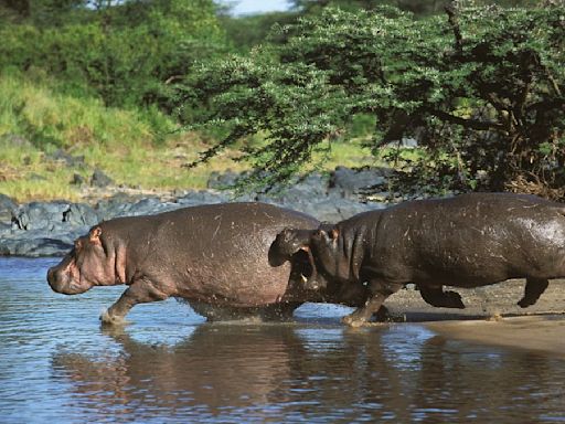 Hippos can fly, briefly