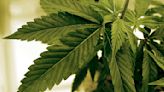 US drug control agency will move to reclassify marijuana in a historic shift, AP sources say - Austin Daily Herald