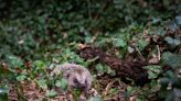 Scientists turn to artificial intelligence for help monitoring hedgehog populations: 'We need to understand where they are and why they're declining'