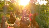 Poules : voici l’endroit EXACT où mettre leur abreuvoir dès qu’il fait soleil (et ce n’est pas à l’ombre)