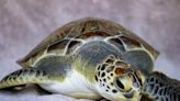 Brevard Zoo sends rehabilitated sea turtle back home