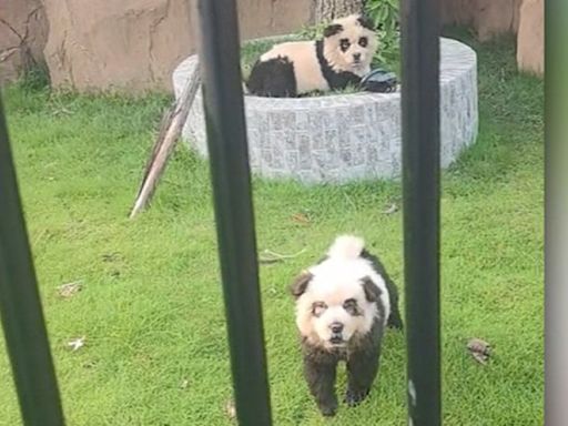 ‘Panda Dogs’: Chinese zoo goes viral for luring visitors with painted pups | CNN