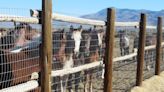 Horses’ deaths in BLM custody spark renewed outrage over roundups