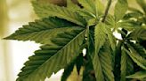 AP says US drug control agency will move to reclassify marijuana in a historic shift