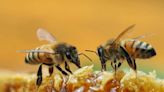 Las lluvias de primavera reducen en un 50% la cosecha de miel en el Bierzo