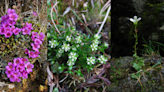 Tiny but tenacious: arctic-alpine plants are engineers and warning bells