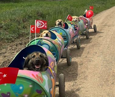 土耳其安卡拉「汪汪列車」：一個專為殘疾狗狗設計幸福之旅 | 網絡熱話 | 新Monday