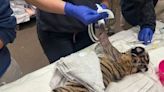 Jacksonville Zoo and Gardens gives update on tiger cub with a broken leg