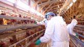 Ordenan sacrificar a un millón de pollos en centro de Japón por gripe aviar