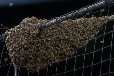 Watch: Pest control ace clears Dodgers-Diamondbacks bee swarm, throws first pitch