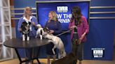 LIVE: Fargo-Moorhead Kennel Club All-Breed Conformation Show - KVRR Local News