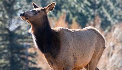 4-Year-Old Boy Attacked by Elk at Colorado Playground Days After Girl Injured in Similar Incident