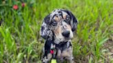 American Leopard Hound: Dog Breed Characteristics and Care