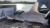 Descubren una nueva "guardería" de tiburones martillo en las Islas Galápagos