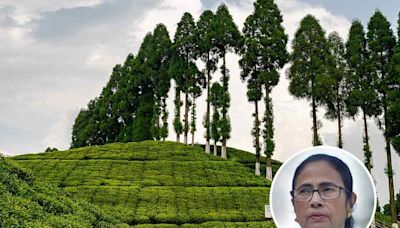 Bengal CM Mamata Banerjee refuses to intervene in tea garden bonus issue in Darjeeling hills