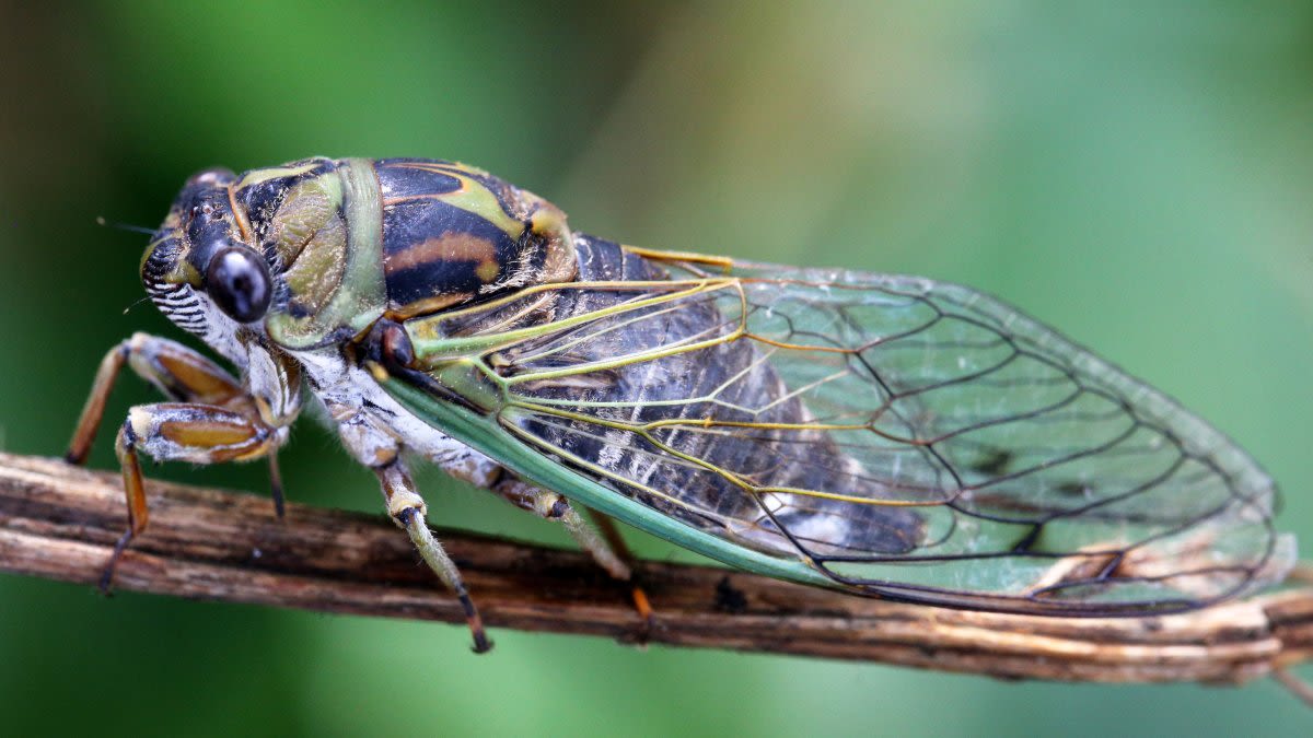 As cicada emergence begins, those with autism prepare for sensory challenges